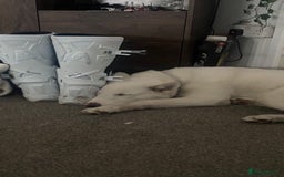 Mixed Breed dogs for sale: American x Japanese Akita  - Image 6