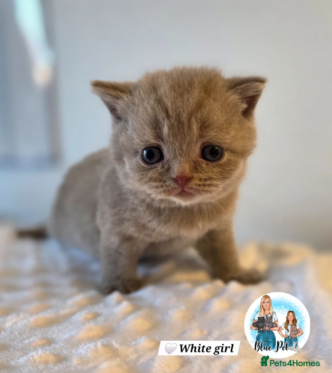 British Shorthair cats for sale: 3 Beautiful Lilac British short hair kittens  - Advert 39