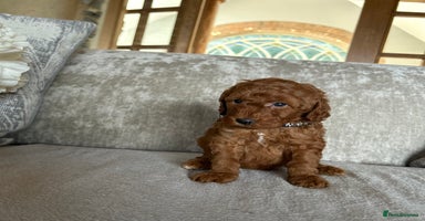Miniature Poodle dogs - Advert 3