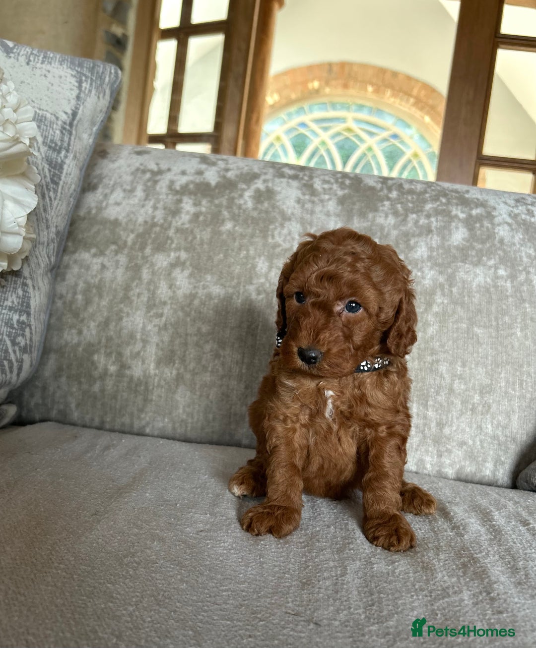 Miniature Poodle dogs for sale: Red KC registered miniature poodles  - Image 2