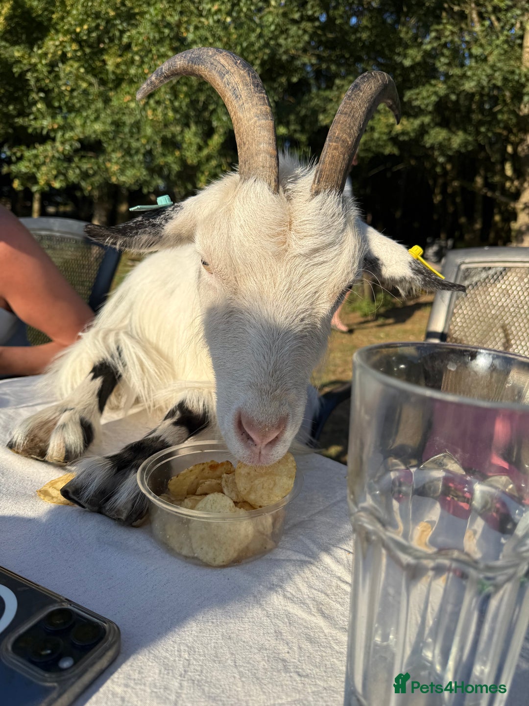 Goats livestock for sale: Five pgymy goats looking for a good home  - Image 2