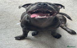 Staffordshire Bull Terrier dogs for sale: 9 month old blue staffy  - Image 2