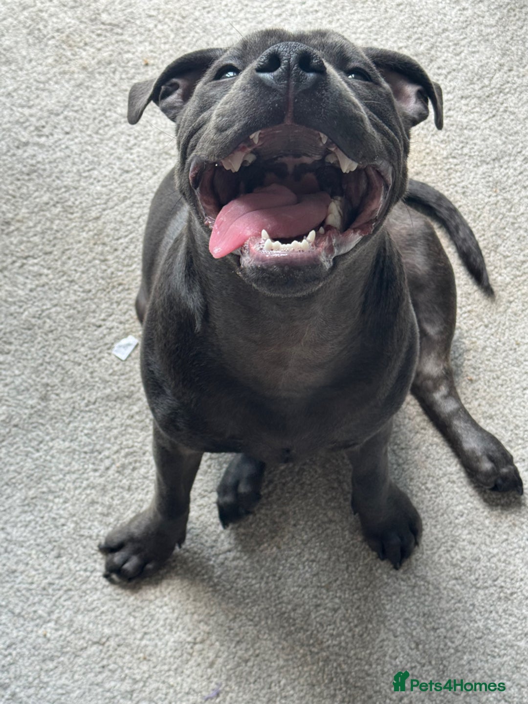 Staffordshire Bull Terrier dogs for sale: 9 month old blue staffy  - Image 2