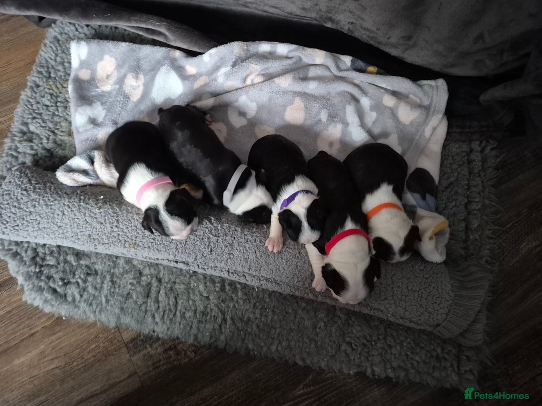 Boston Terrier dogs for sale: Gorgeous chunky Boston terrier pups - Advert 3