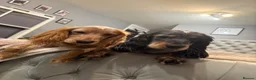 Cocker Spaniel dogs for stud: 2 beautiful cocker spaniels available for stud in Luton - Advert 1