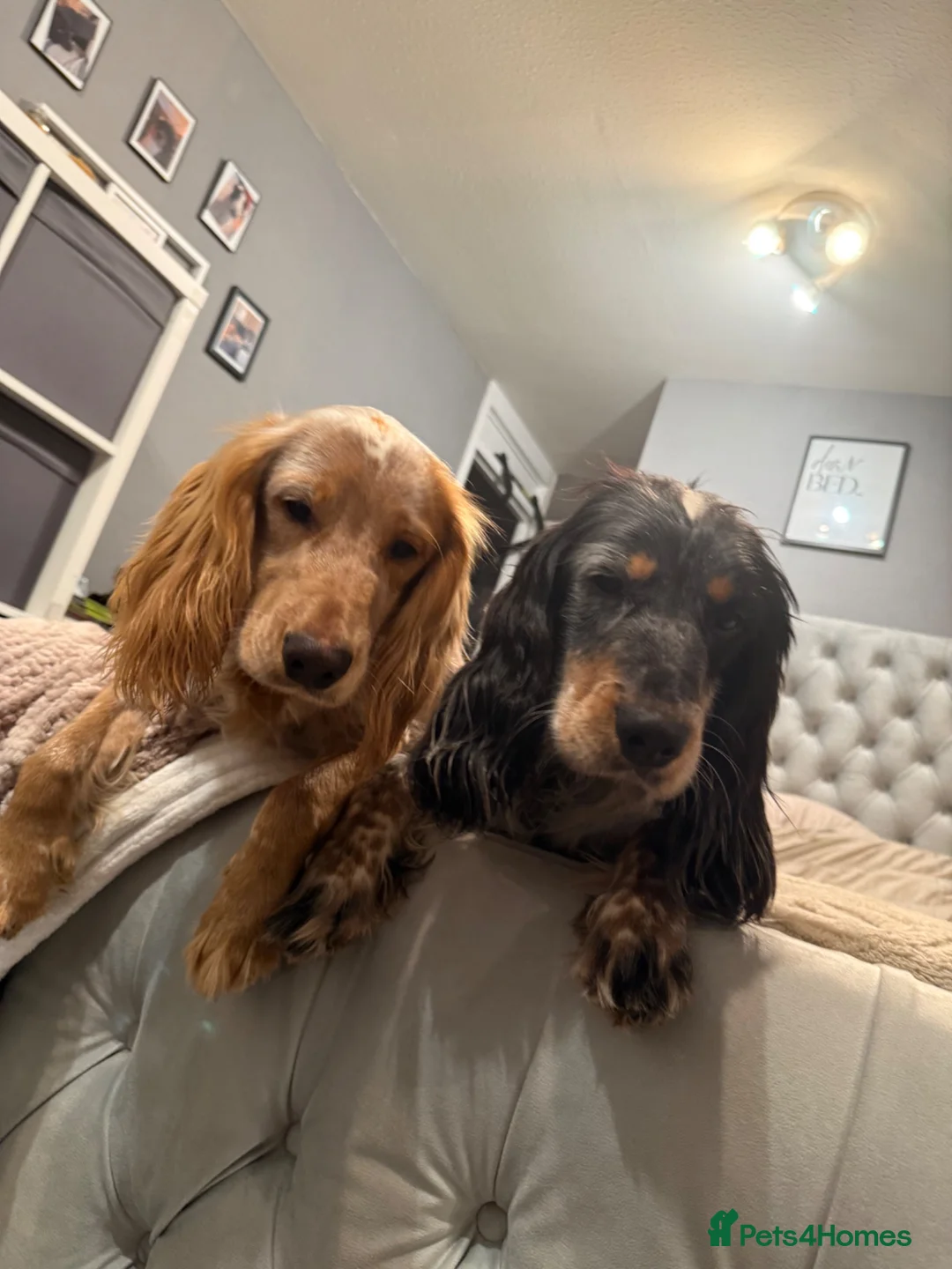 Cocker Spaniel dogs for stud: 2 beautiful cocker spaniels available for stud in Luton - Advert 1