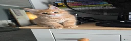 Maine Coon cats for sale: Red Tabby Maine Coons  - Advert 7