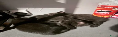 Female