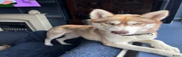 Mixed Breed dogs for sale: Siberian husky and Alaskan malamute - Advert 2