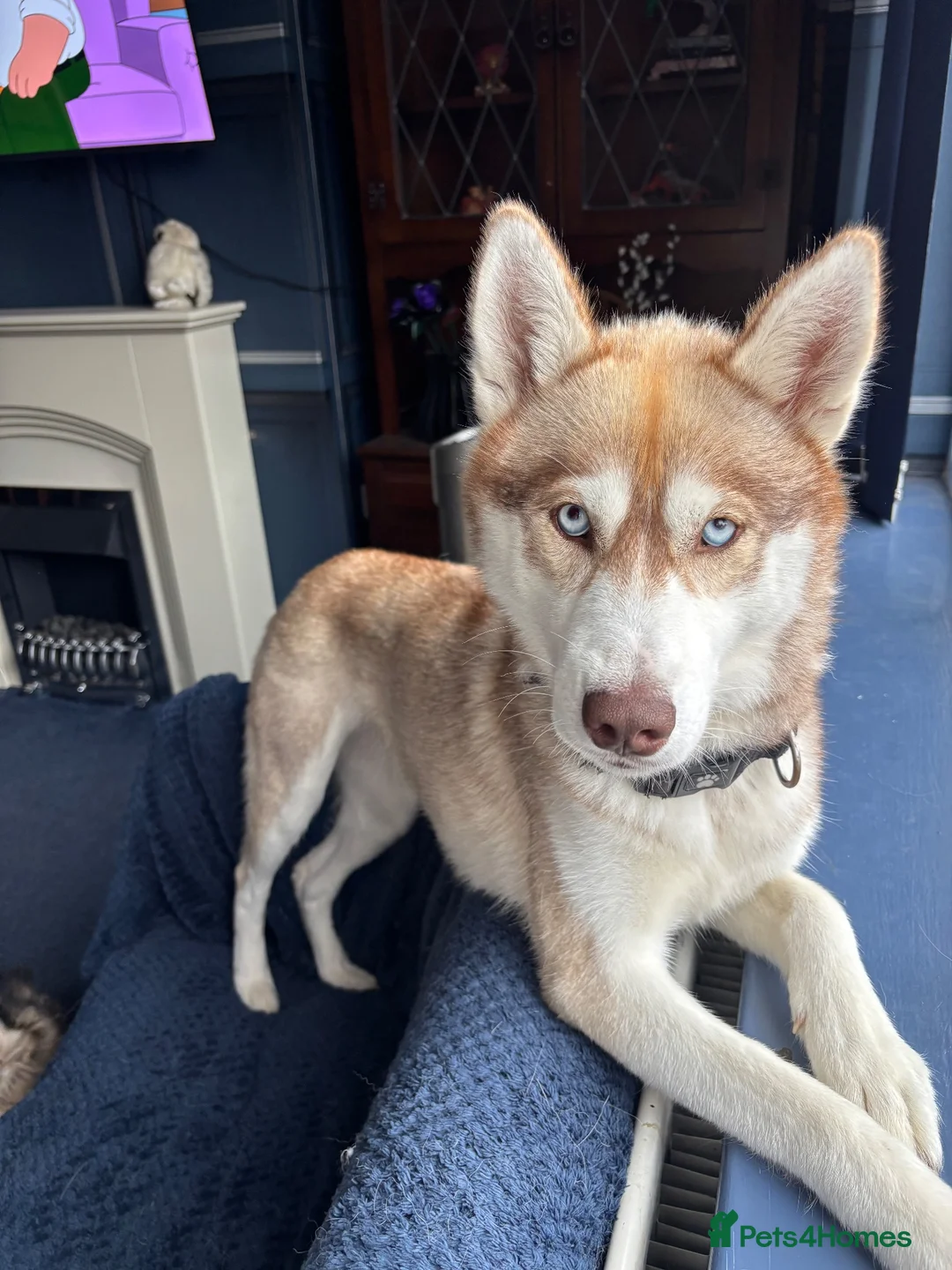 Mixed Breed dogs for sale: Siberian husky and Alaskan malamute - Advert 2