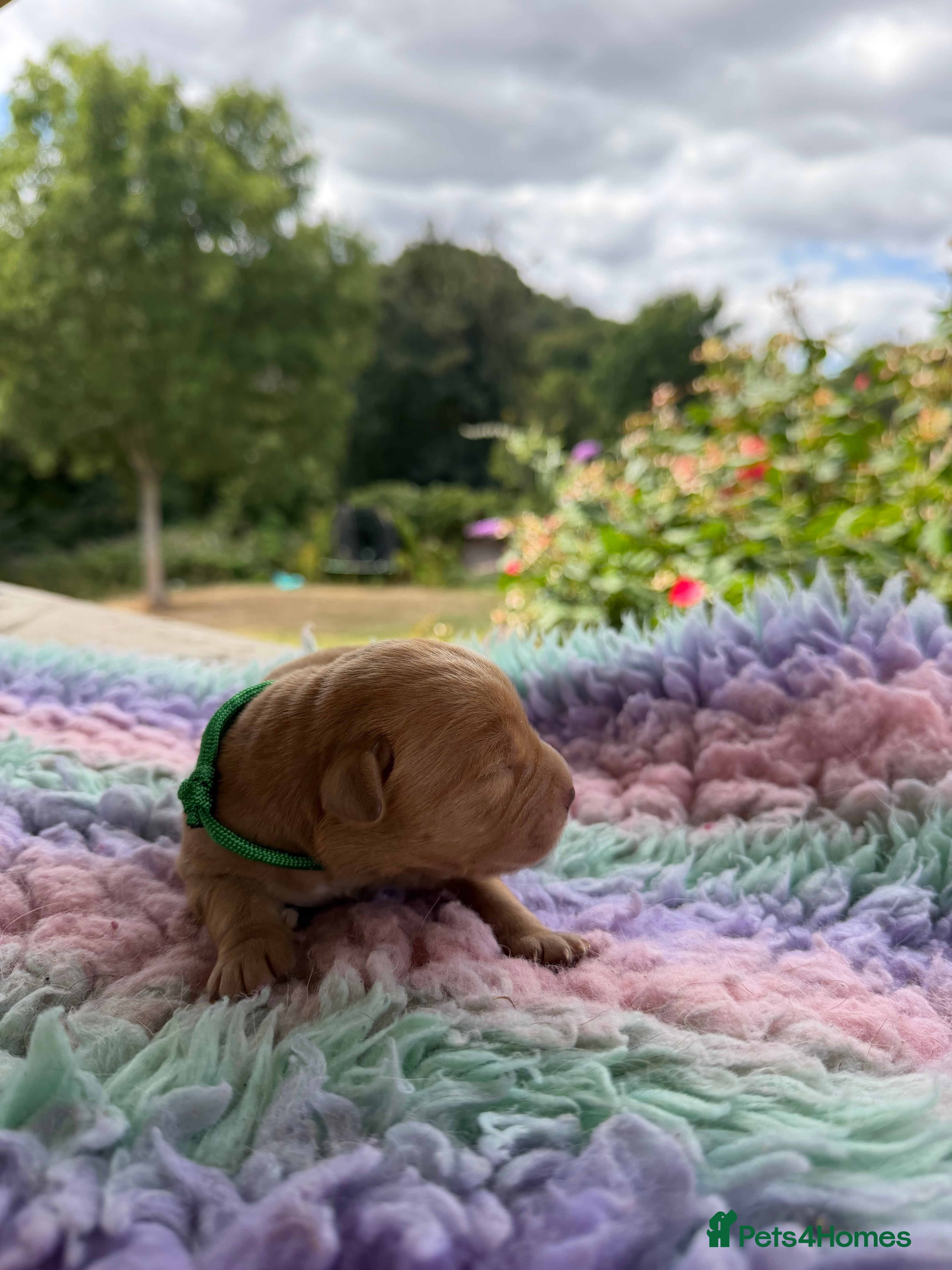 Labrador Retriever dogs Exceptional Stunning Labrador Puppies  - Advert 2