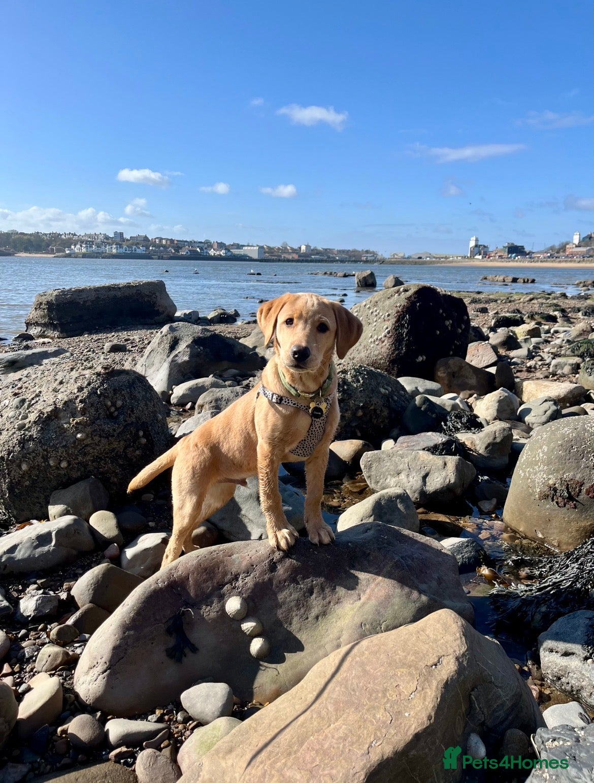 Labrador Retriever dogs for sale: Exceptional KC Reg Labrador Puppies – Due July 4th - Advert 6