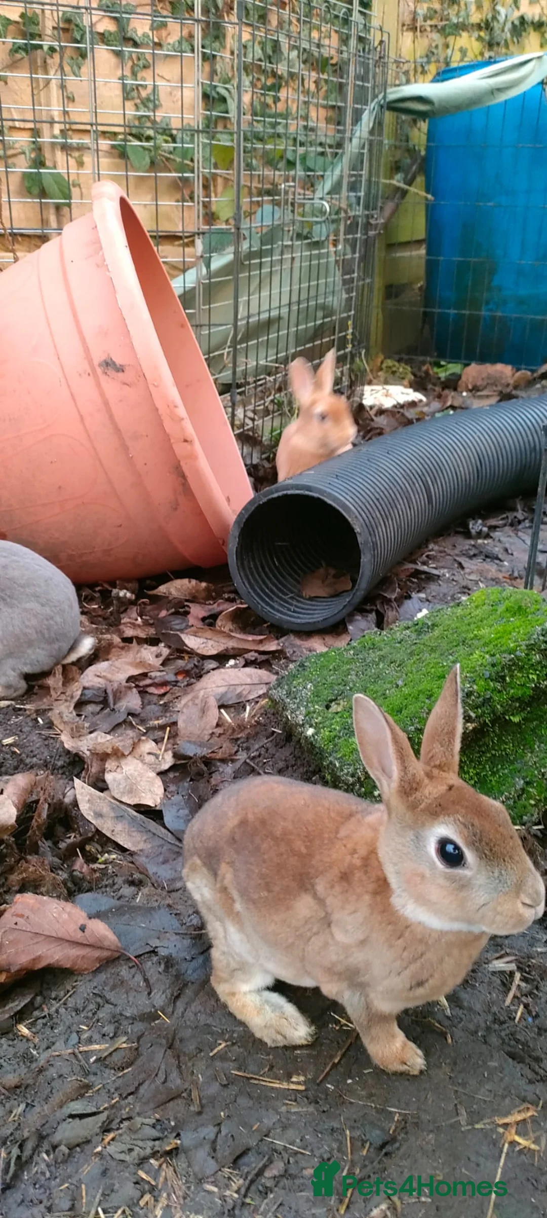 Rex rabbits for sale: Purebred, cute, friendly mini rex babies- m and f - Advert 3