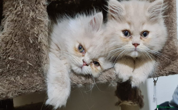 Persian cats - Advert 6