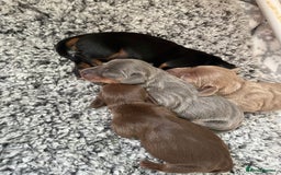 Miniature Dachshund dogs for sale: Kc Reg smooth hair miniature dachshund - Advert 1