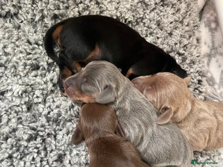 Miniature Dachshund dogs Kc Reg smooth hair miniature dachshund - Advert 1