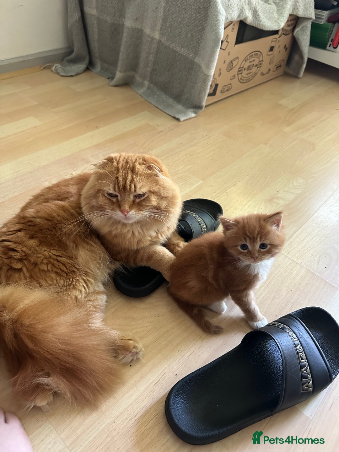 Scottish Fold cats for sale: Scottish fold/straight babies - Image 8