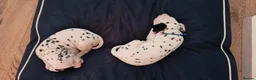 Dalmatian dogs for sale: Beautiful dalmatian puppies - Advert 25