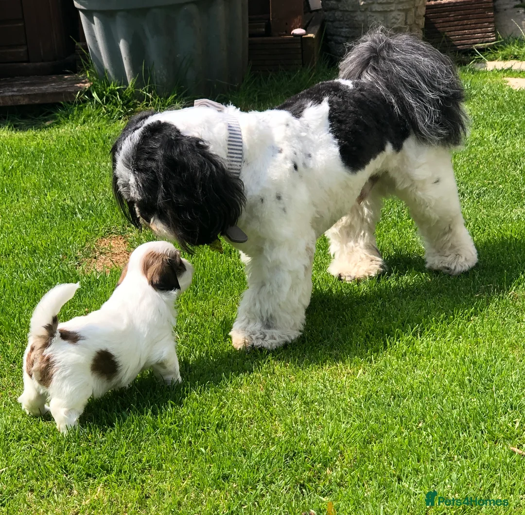 Lhasa Apso dogs for stud: Proven KC Registered Lhasa Apso Stud Toby in York - Advert 9