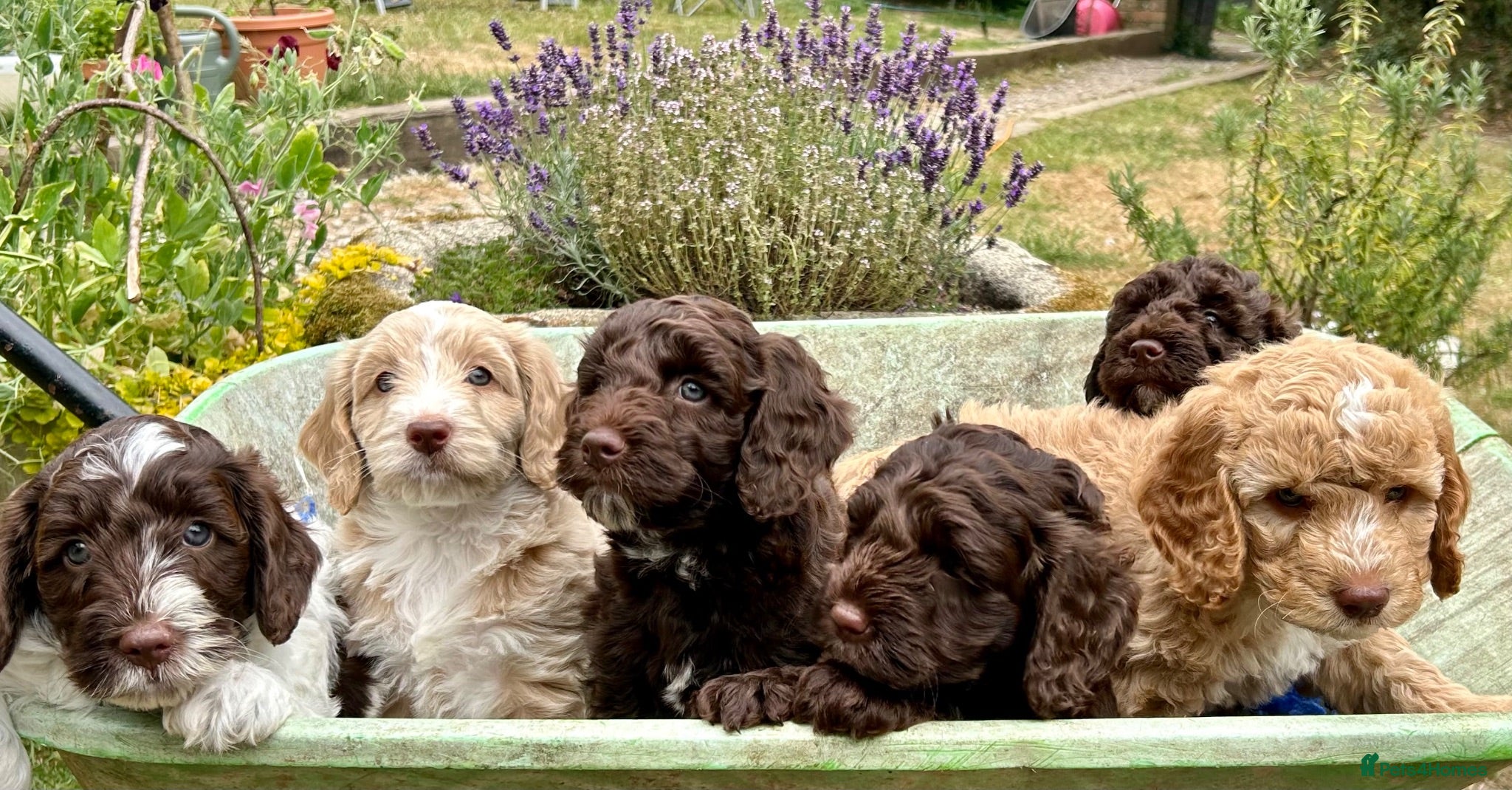 Mixed Breed dogs Double Doodles/Sproodle x Cockapoo - Advert 8
