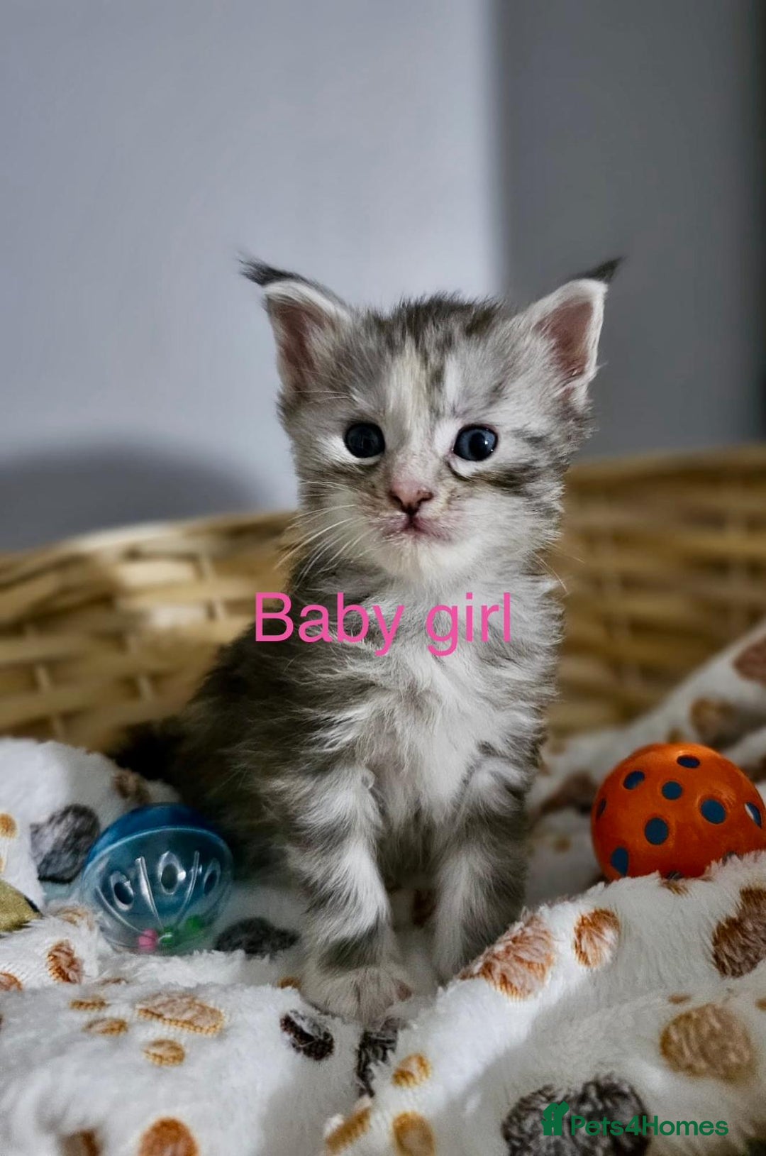 Maine Coon cats for sale: Majestik maine coon kittens  - Advert 2