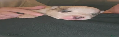 Siberian Husky 4