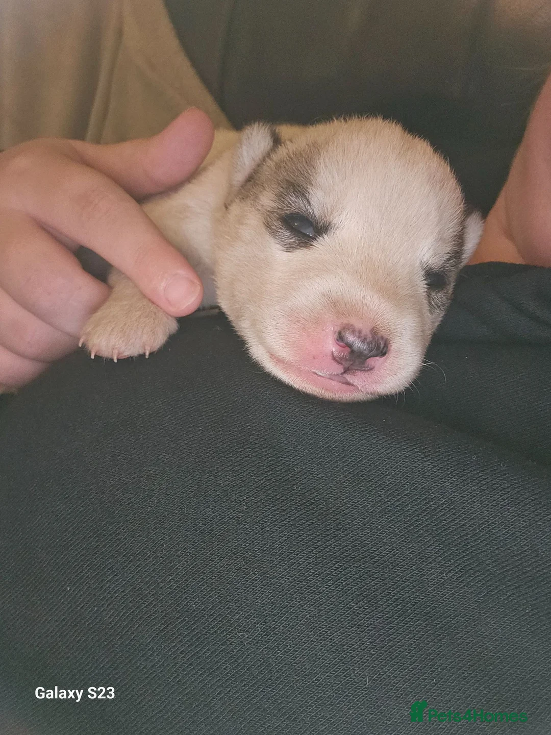 Siberian Husky dogs for sale: 7 siberian huskey puppies for sale £800 - Advert 36