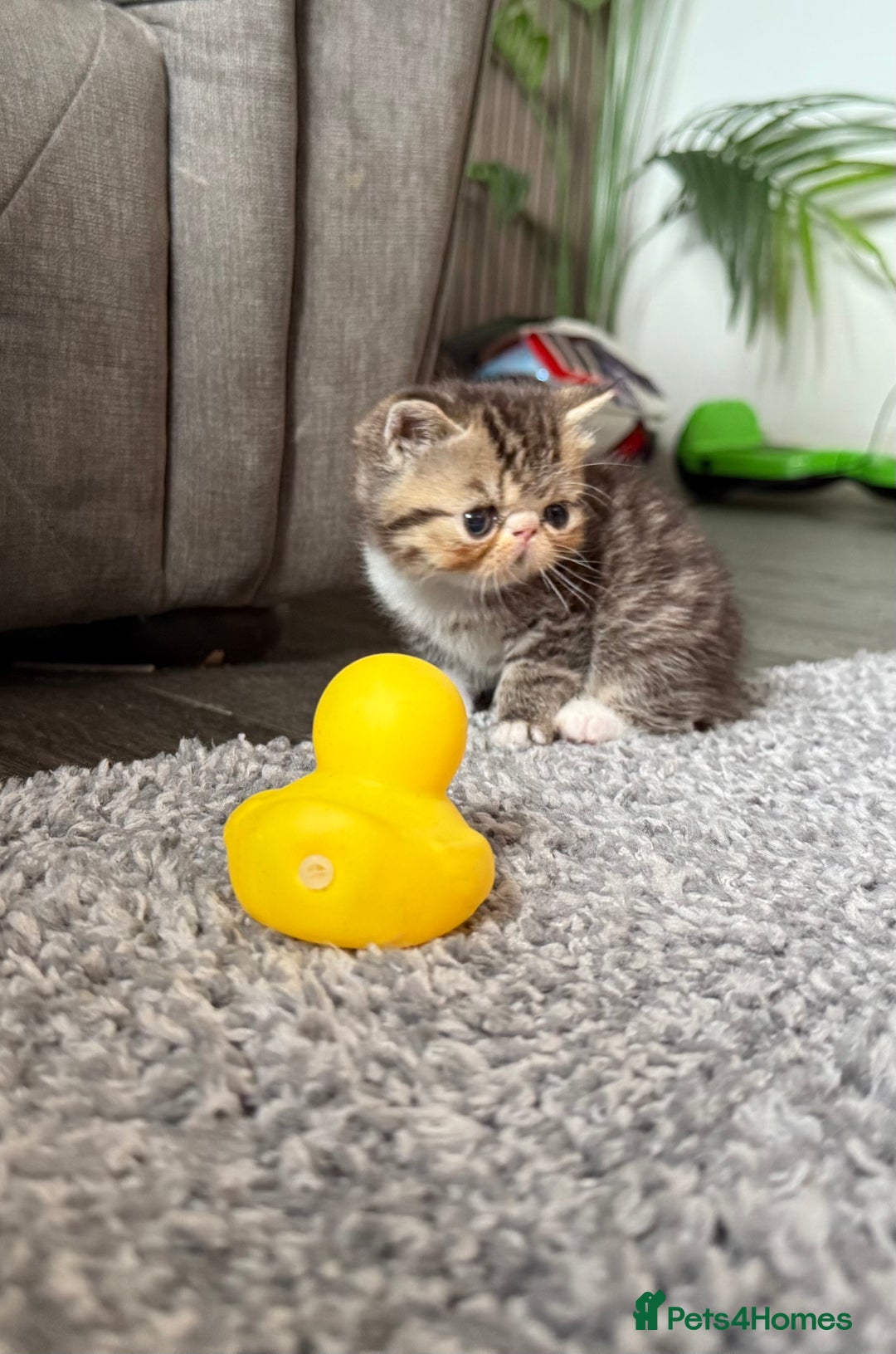 Exotic cats for sale: 4 beautiful exotic shorthair girls  - Image 5