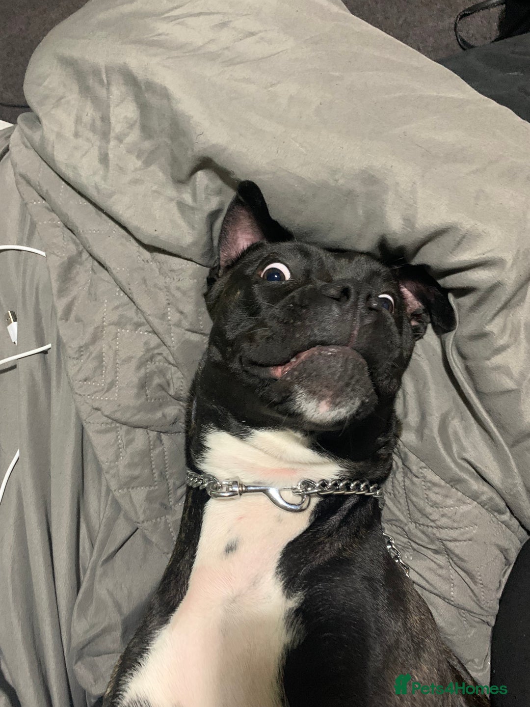 Mixed Breed dogs for sale: 2 year old female cane corso cross boxer - Image 6
