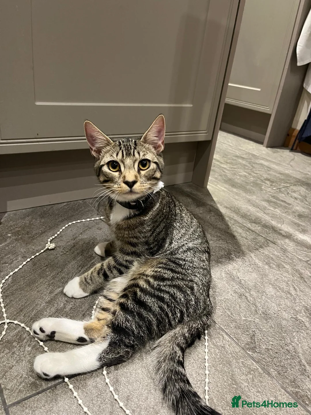 Mixed Breed cats for sale: Litter of 5 Kittens Mixed Breed in London - Advert 2