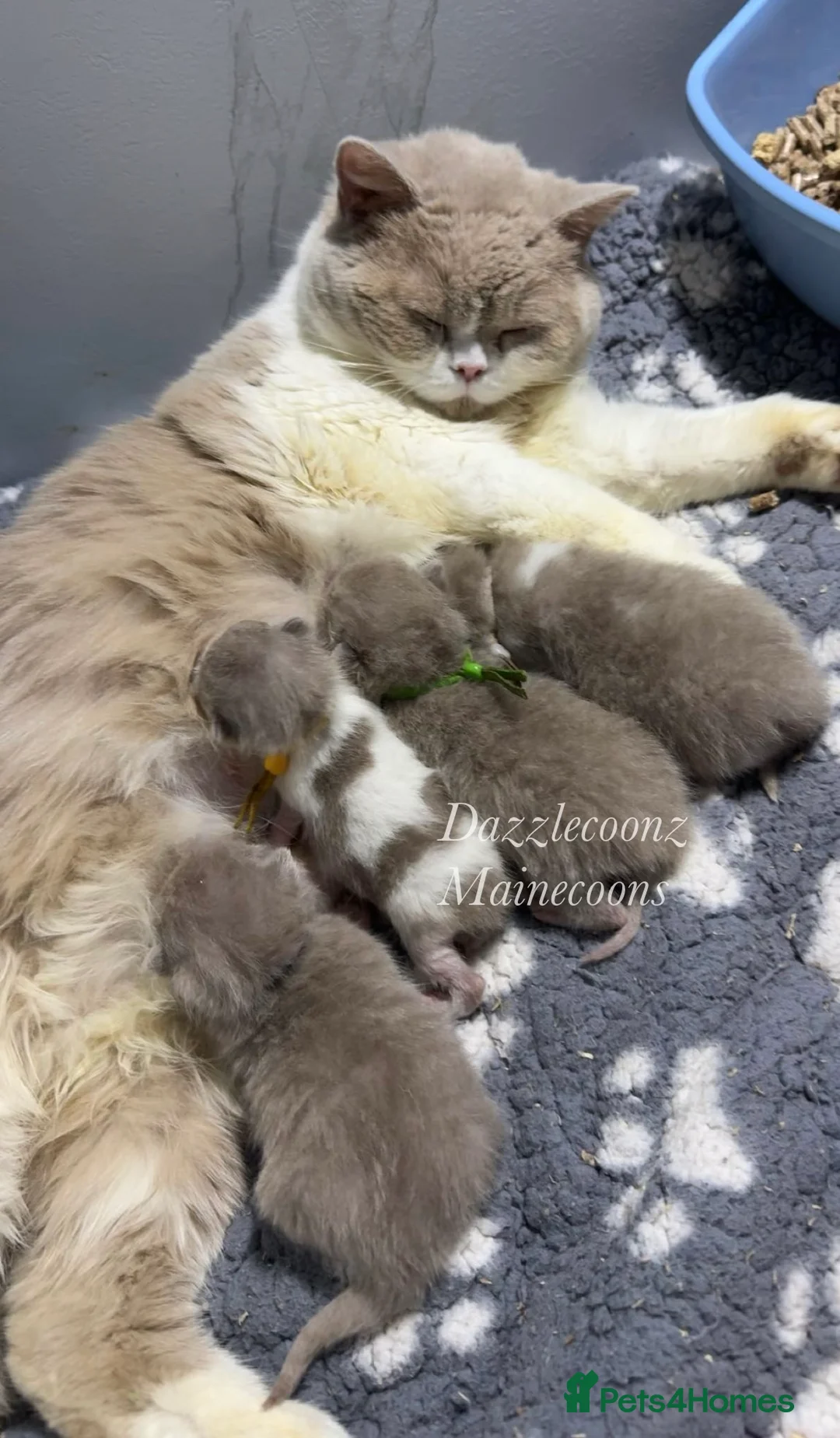 British Shorthair cats for sale: Chunky registered BSH kittens 🧸  - Advert 1