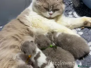 British Shorthair cats Chunky registered BSH kittens 🧸 - Advert 1