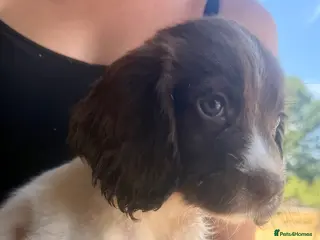 Sprocker dogs Sprocker puppys - Advert 2