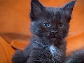 Mixed Breed cats 🤍 RAGDOLL X MC KITTENS | HEALTH-TESTED PARENTS - Advert 6