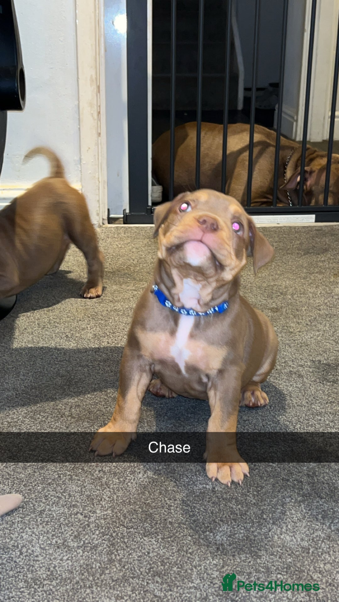 American Bully dogs for sale: Pocket bullies  ready to leave!! (Reduced) - Image 23