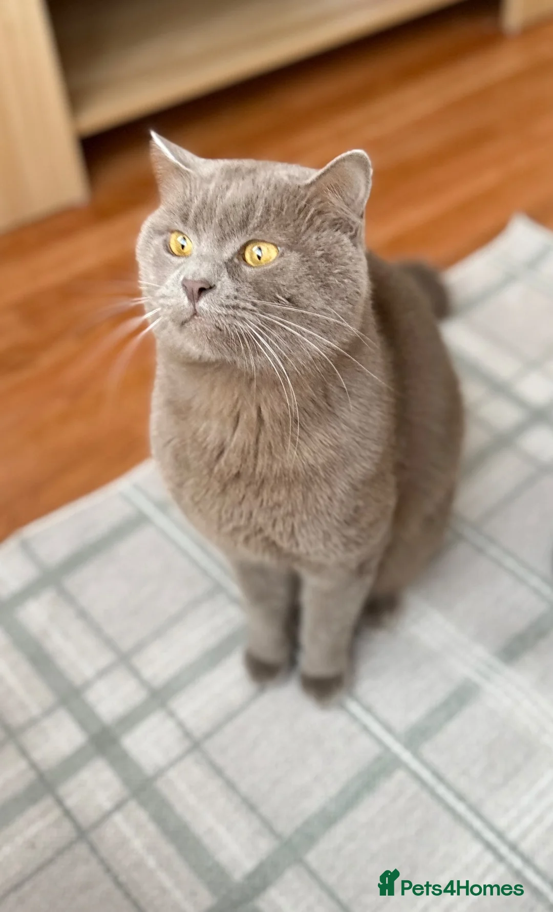 British Shorthair cats for sale: Bear, fawn/lilac Male British Shorthair  - Advert 1