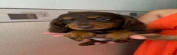 Miniature Dachshund dogs for sale: Long haired miniature dachshund  - Advert 6
