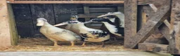 Waterfowl poultry for sale: 9 Runner hens and 1 Drake breeding/laying group  - Advert 8