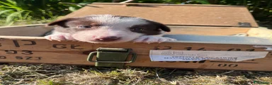 Border Collie 3