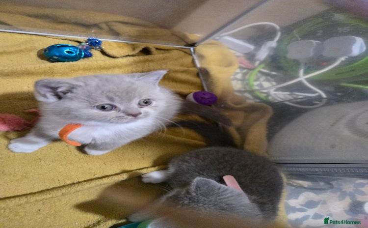 British Shorthair cats - Advert 2