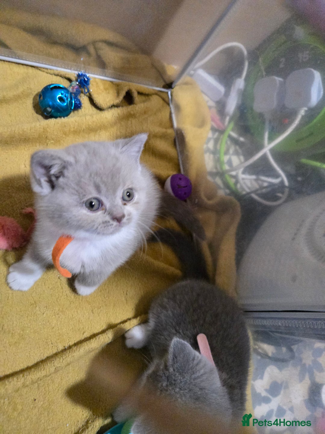 British Shorthair cats for sale: Full Britishshort hair kittens ready wendesday - Image 9