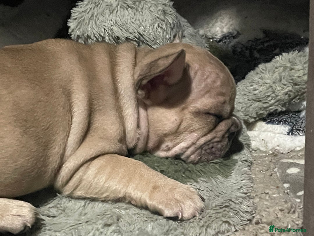French Bulldog dogs for sale: Three boys left  - Advert 8
