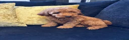 Miniature Poodle dogs for sale: Stunning Fox Red Minature Poodle Pups  - Advert 13