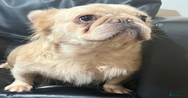 French Bulldog dogs - Advert 6