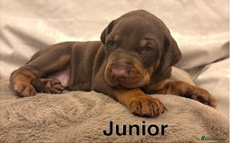 Dobermann dogs for sale: Doberman puppies  - Image 8