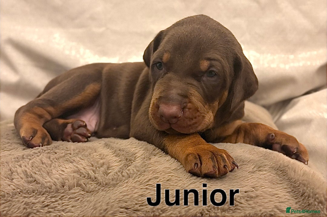 Dobermann dogs for sale: Doberman puppies  - Image 8
