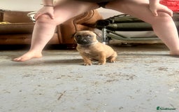 Mixed Breed dogs for sale: F1 bullherder puppies  - Image 14