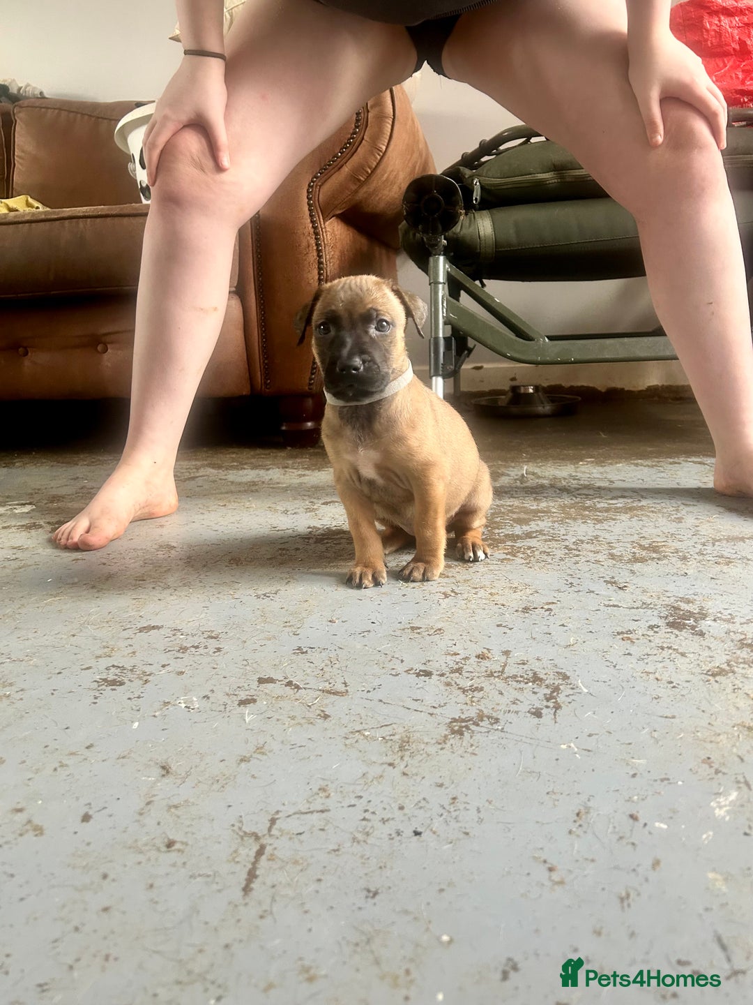 Mixed Breed dogs for sale: F1 bullherder puppies  - Image 14