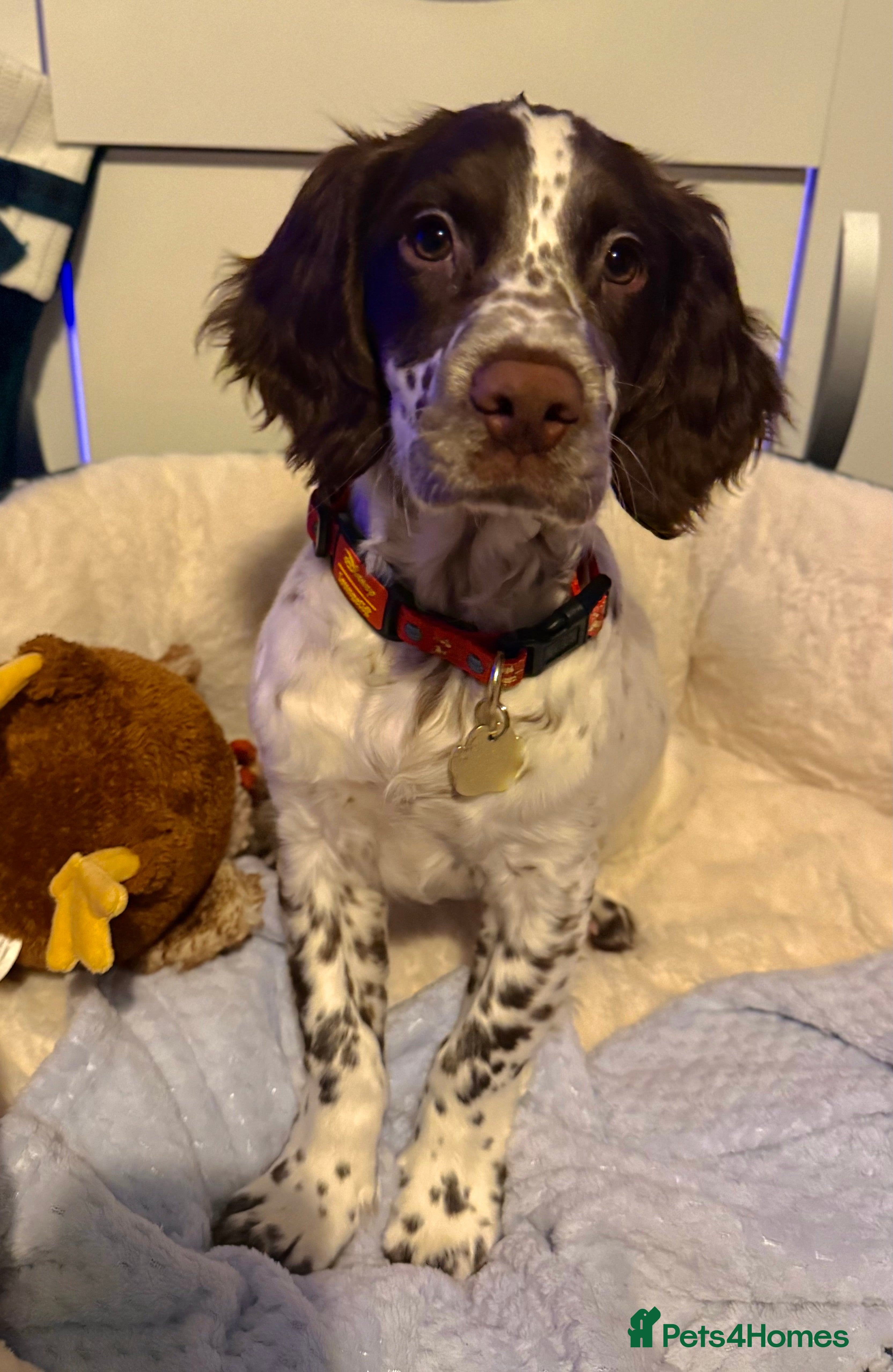 Sprocker dogs Sprocker spaniel - Advert 6