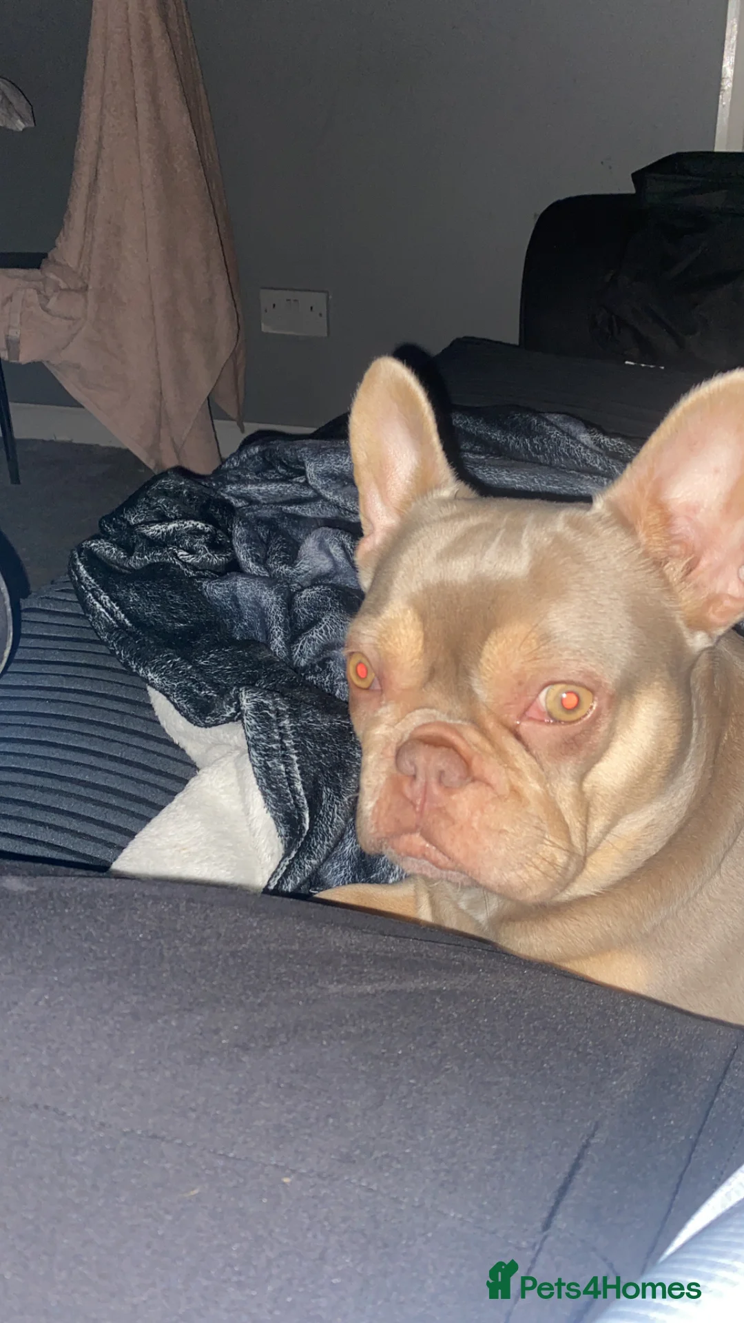 French Bulldog dogs for sale: Bambi  - Advert 2